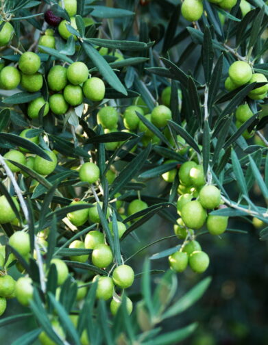 Close up of green olives on olive tree. Olives ripening on olives tree. Olives growing in vegetable garden at agricultural farm. Healthy food production.