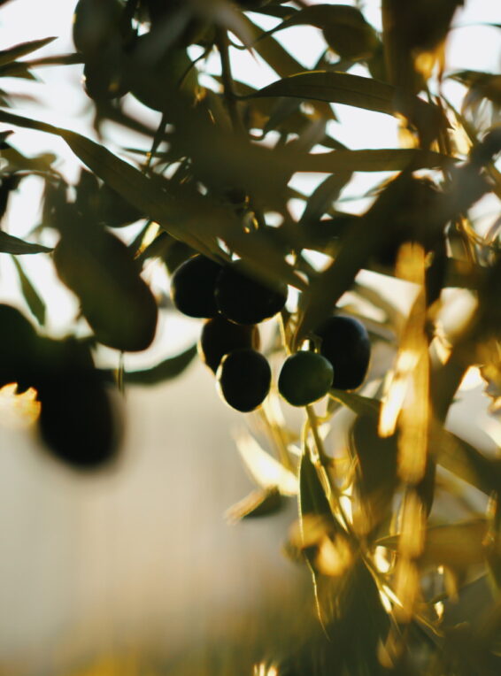 olive-tree-2021-12-01-20-03-18-utc
