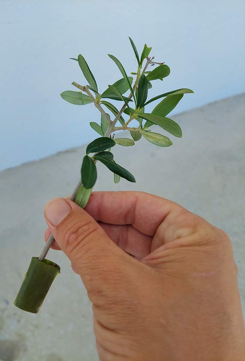 μοσχεύματα-ελιάς-φύλλο-αλόης-ριζώνουν-την-αναπαραγωγή-ελιάς