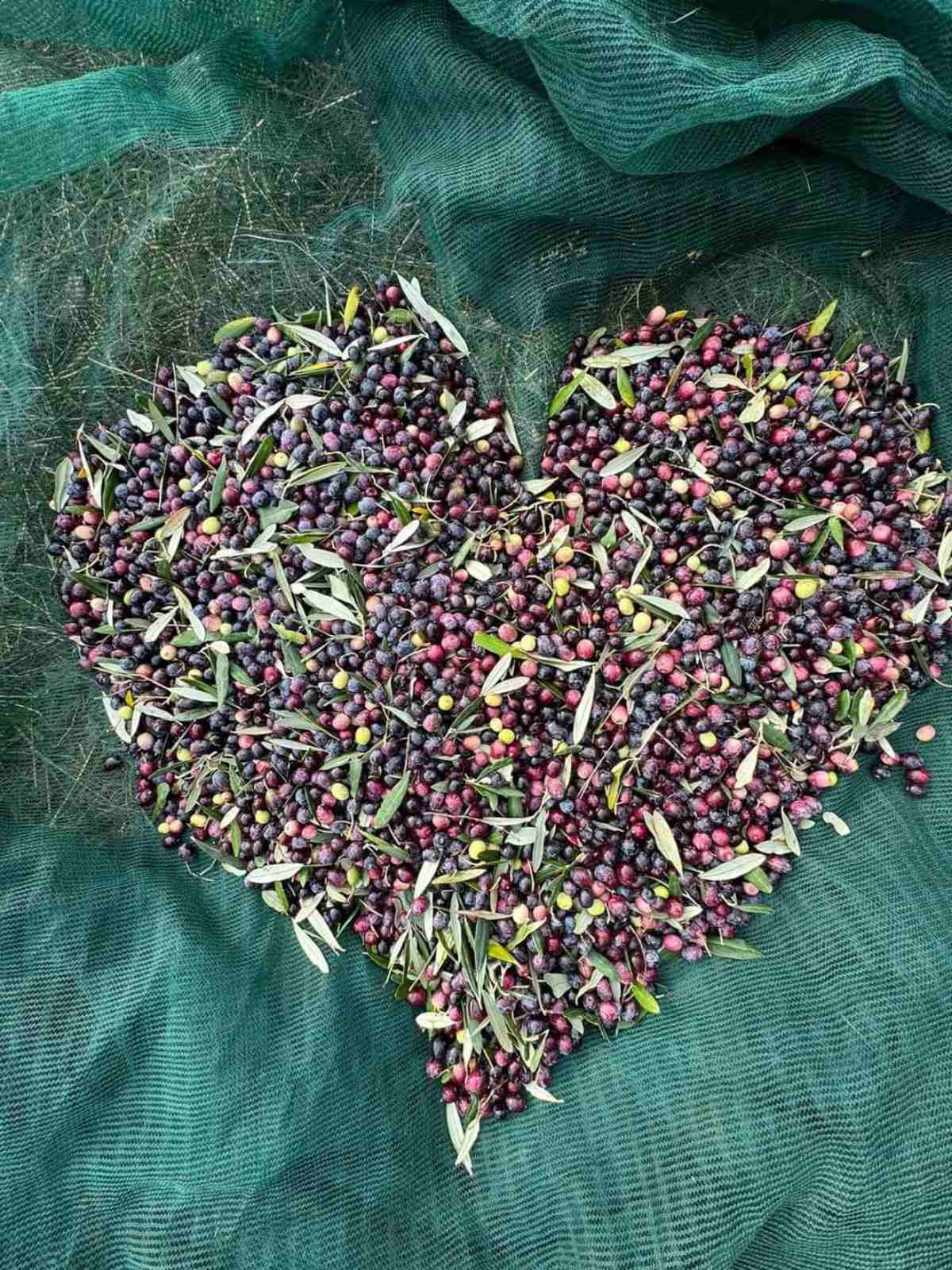 Επισκέψιμο Ελαιοτριβείο στην Καλαμάτα – Μία Αυθεντική Εμπειρία Ελαιολάδου