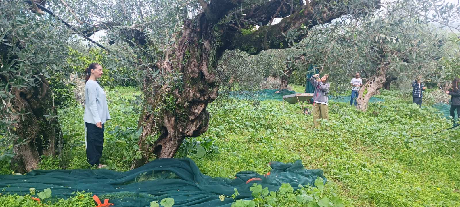 ελαιοδεντρα στον Ιστορικός Ελαιώνας των Αρχαίων Φαρών Καλαμάτας