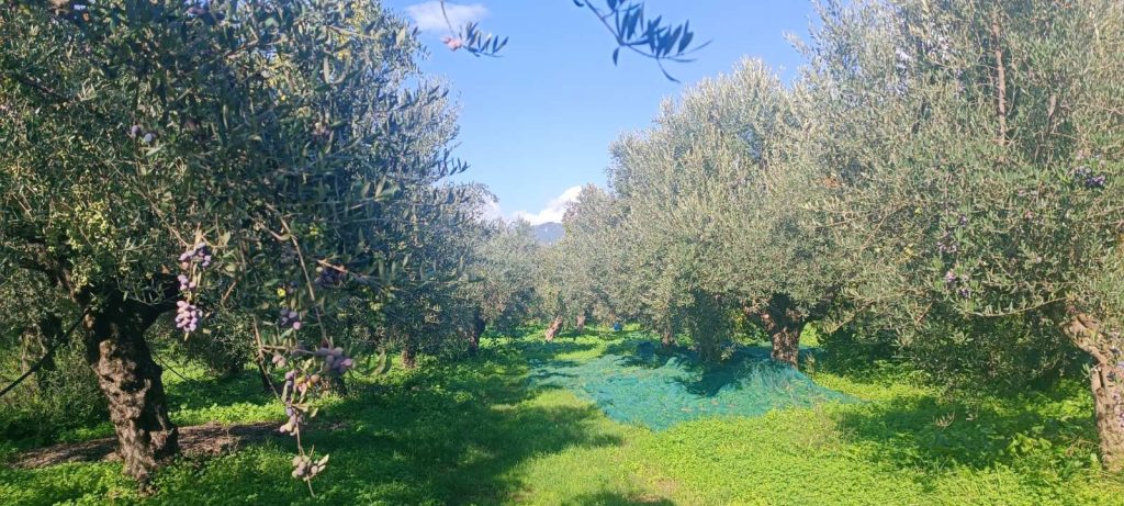ελαιοδεντρα στον Ιστορικός Ελαιώνας των Αρχαίων Φαρών Καλαμάτας